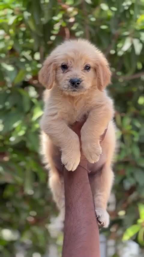 Dachshund Puppy, farm video