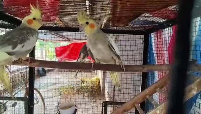 Cockatiel, farm video