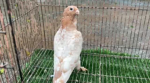 Chotiyal Pigeon, farm video