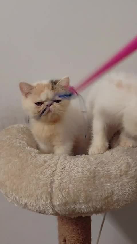 British Short Hair Kitten, farm video