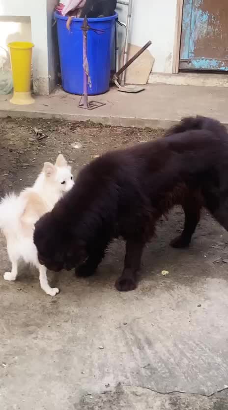 Newfoundland Puppy, farm video