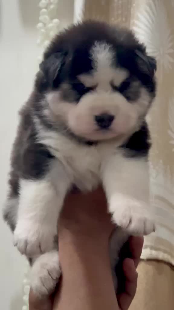 Siberian Husky Puppy | Black & White Color, farm video