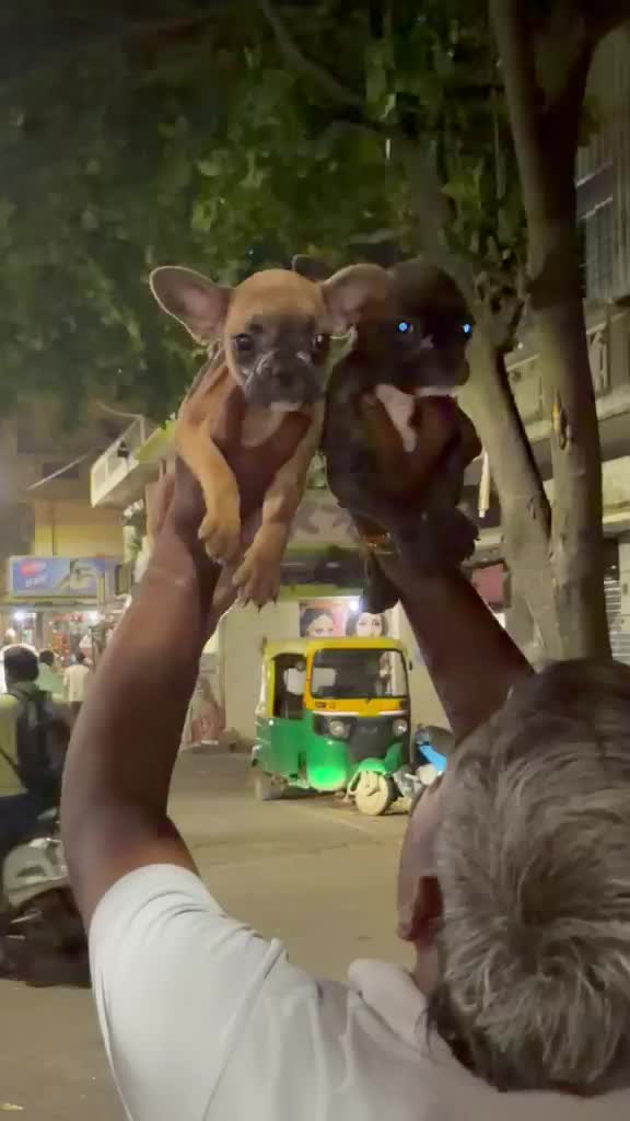 French Bulldog Puppy | Blue, farm video
