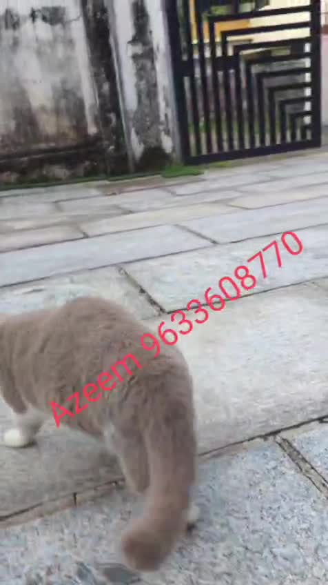 British Short Hair Kitten, farm video