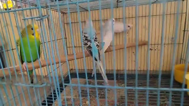 Budgies | Fallow, farm video