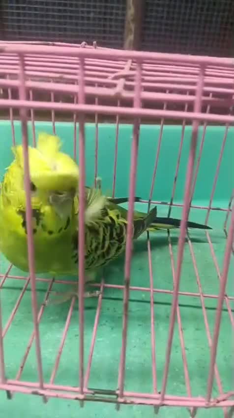 Hogoromo Budgies, farm video