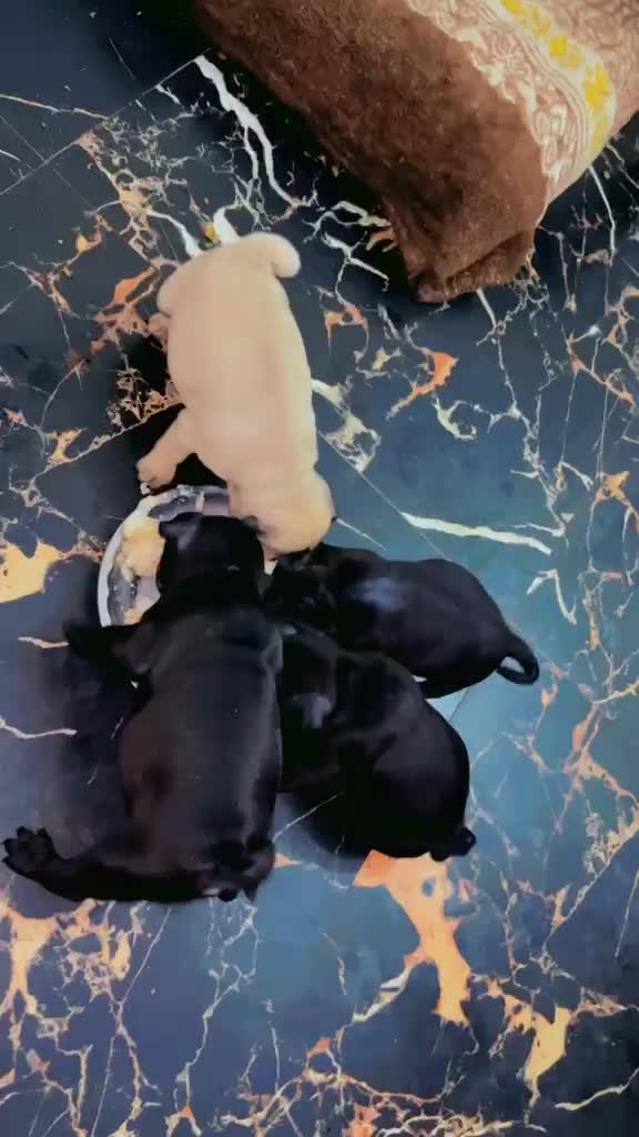 Pug Puppy, farm video