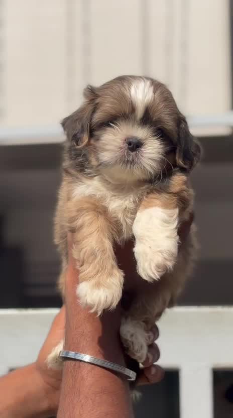 Shih Tzu | Black Color, farm video