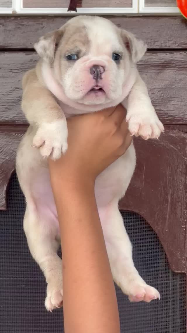 French Bulldog Puppy, farm video