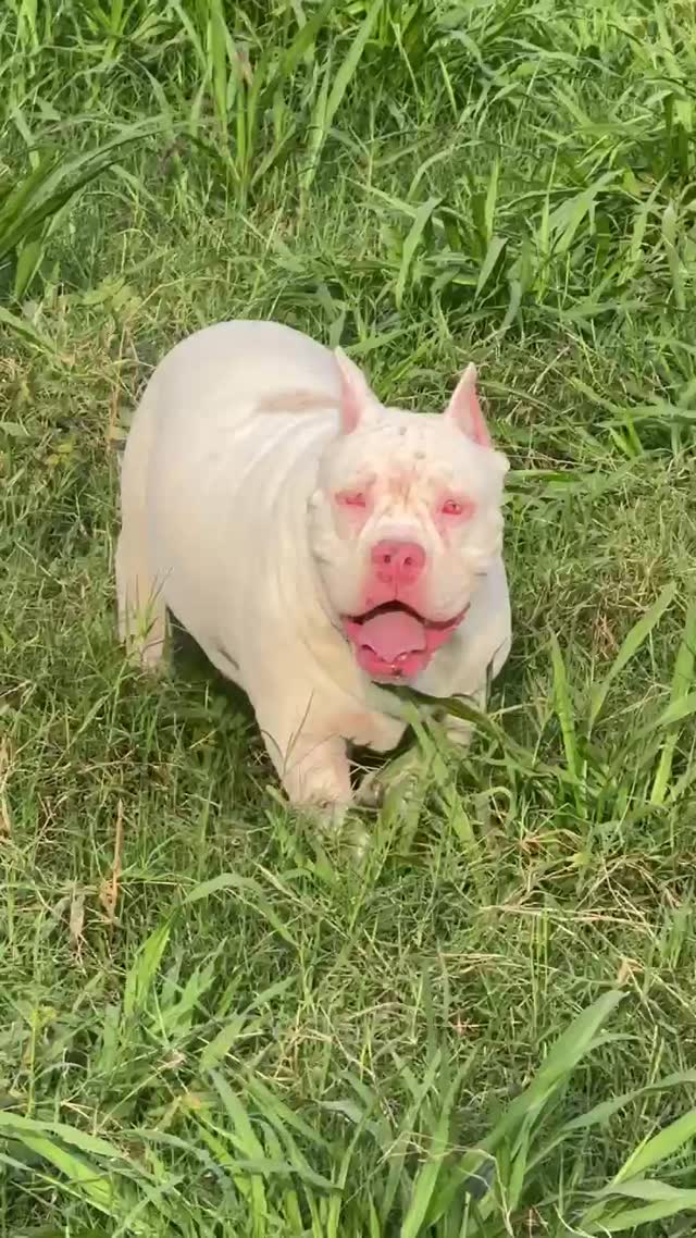American Bully Pocket Size Puppy, farm video