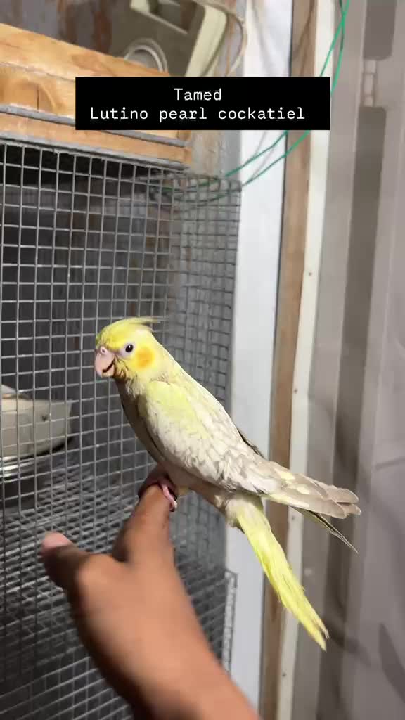 Cockatiel, farm video