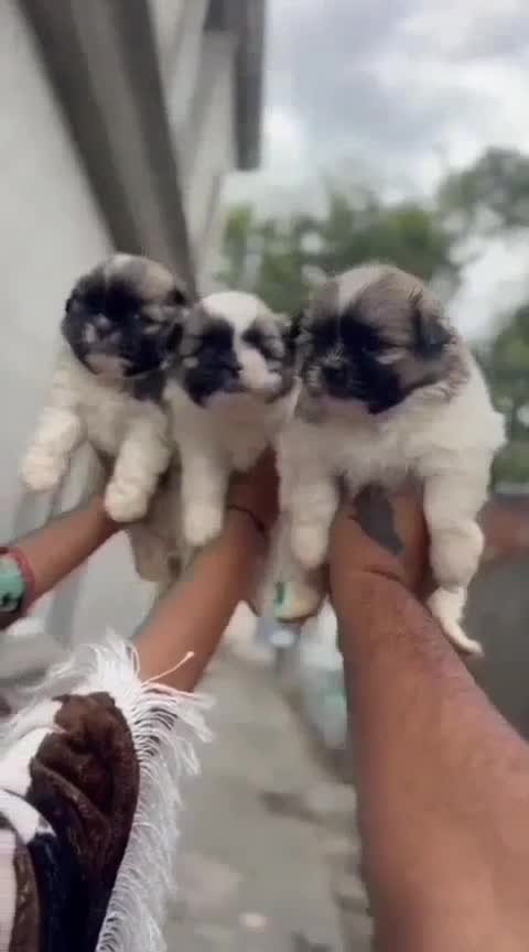 Shih Tzu | Black Color, farm video