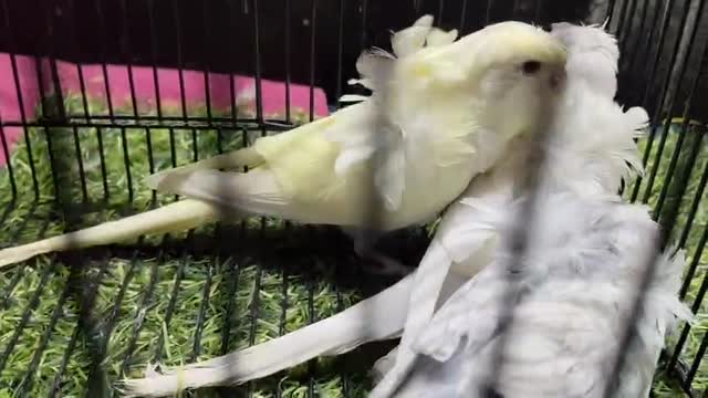 Hogoromo Budgies, farm video