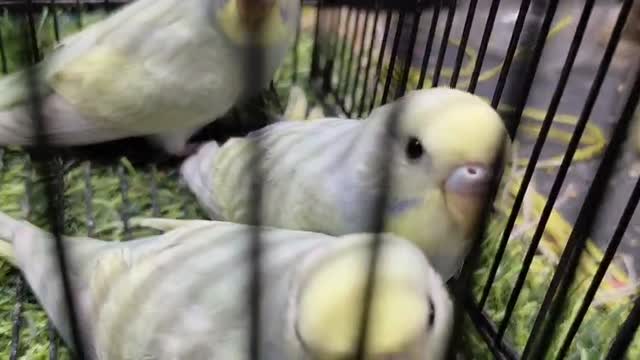 Budgies | Fallow, farm video