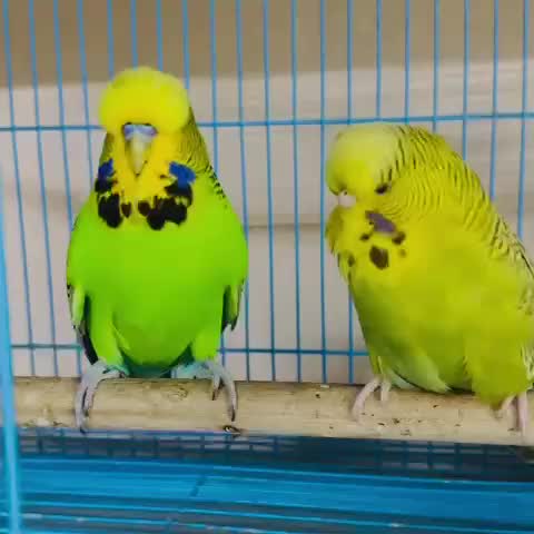 Budgies | Fallow, farm video
