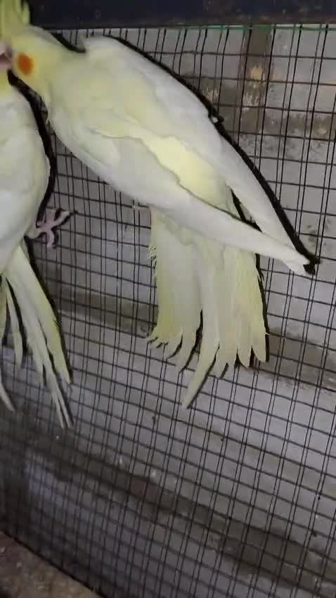Cockatiel, farm video