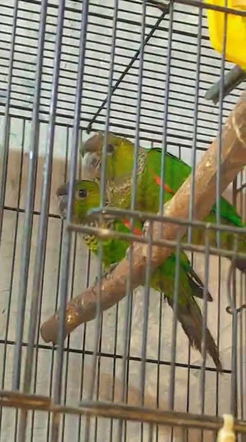 Black Capped Conure, farm video