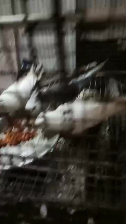 Cockatiel, farm video