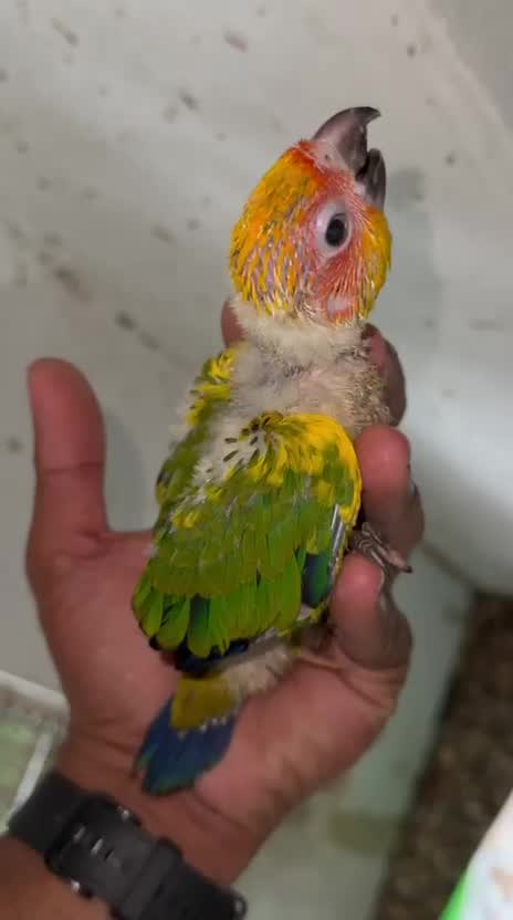 Sun Conure, farm video