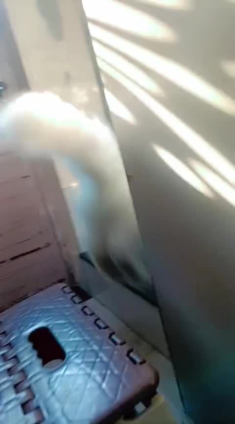 Persian, farm video