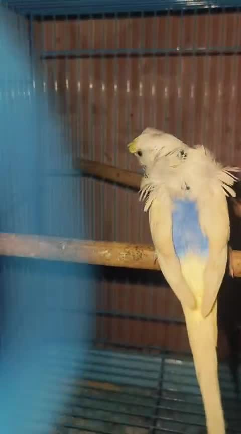 Chotiyal Pigeon, farm video