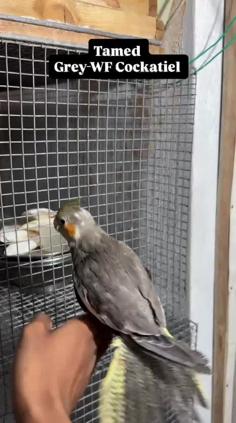 Cockatiel, farm video