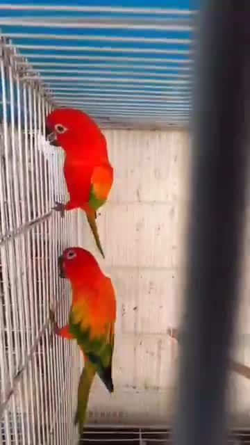 Sun Conure, farm video
