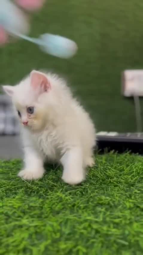 Persian, farm video