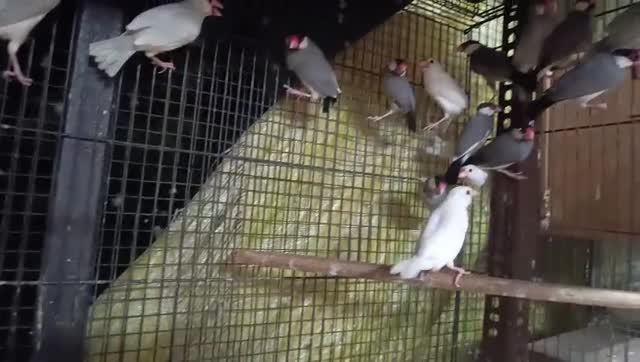 Java Sparrow, farm video