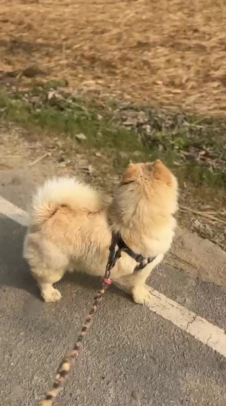 Chow Chow Puppies, farm video