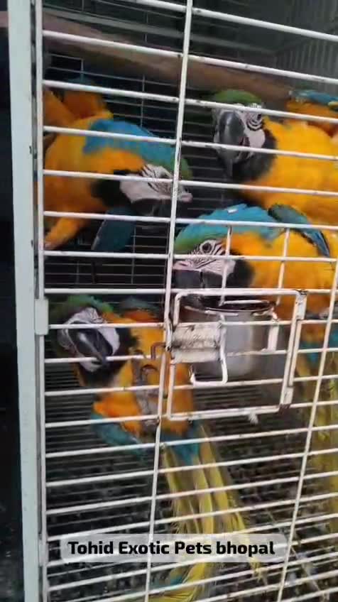 Blue & Gold Macaw, farm video