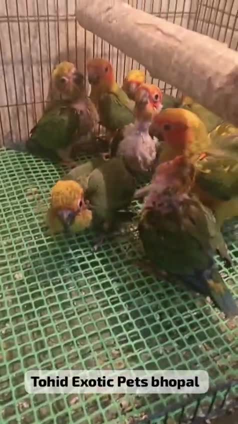 Sun Conure, farm video
