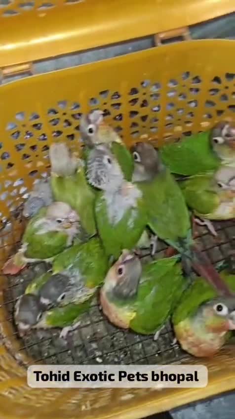 Small Cheek Conure, farm video
