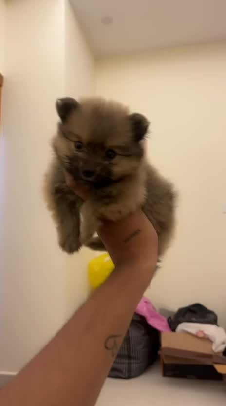 Toy Poodle Puppy, farm video