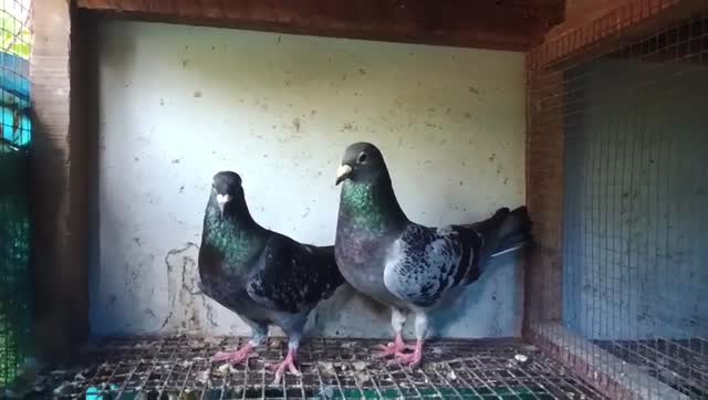 Chotiyal Pigeon, farm video