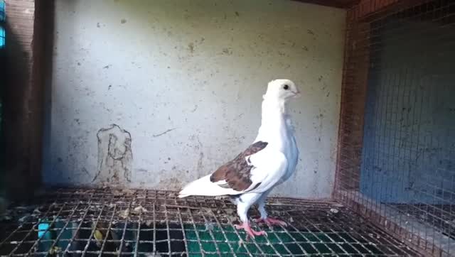 Chotiyal Pigeon, farm video