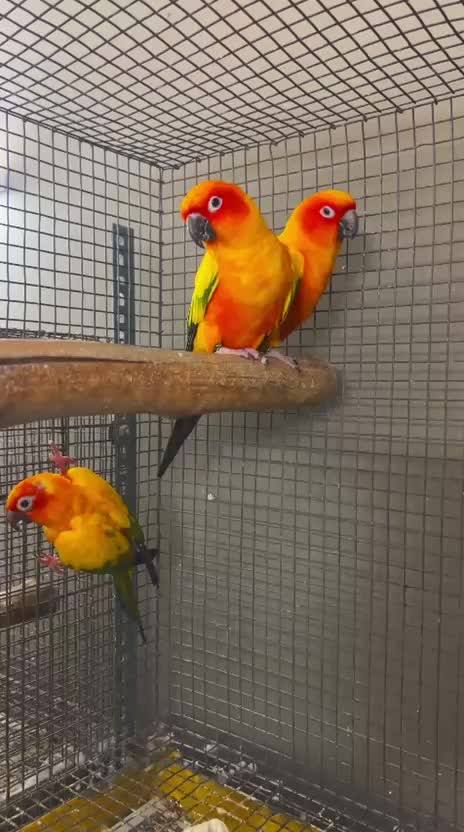 Sun Conure, farm video