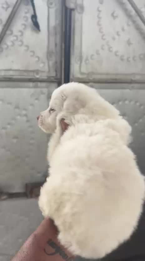 Pomeranian Puppy, farm video