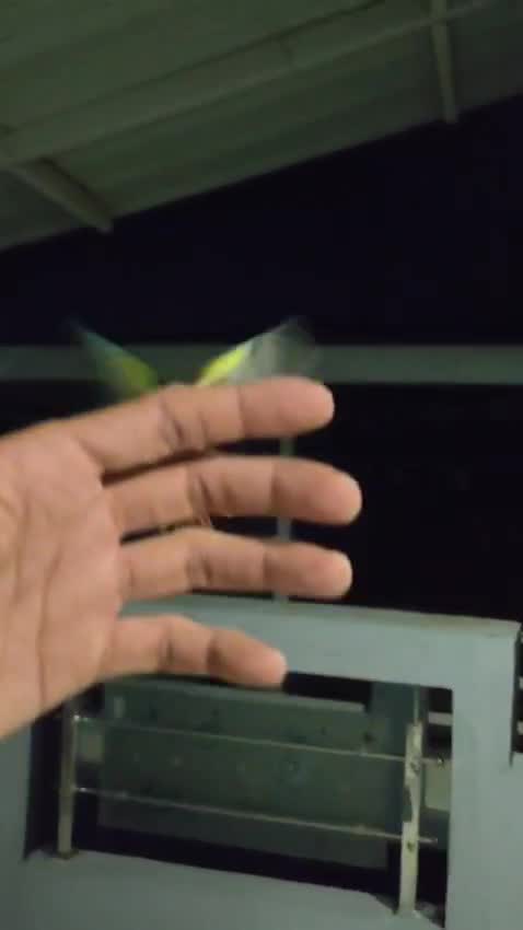 Small Cheek Conure, farm video