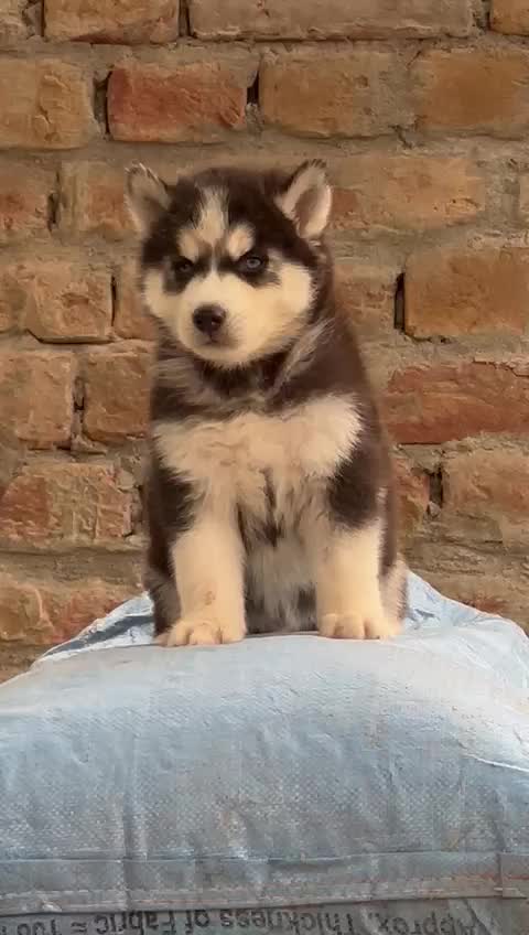 Siberian Husky Puppy | Black & White Color, farm video