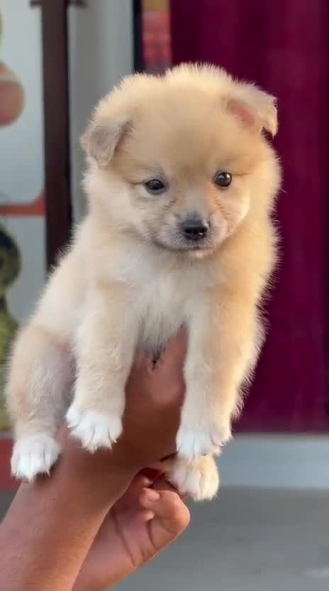 Pomeranian Puppy, farm video