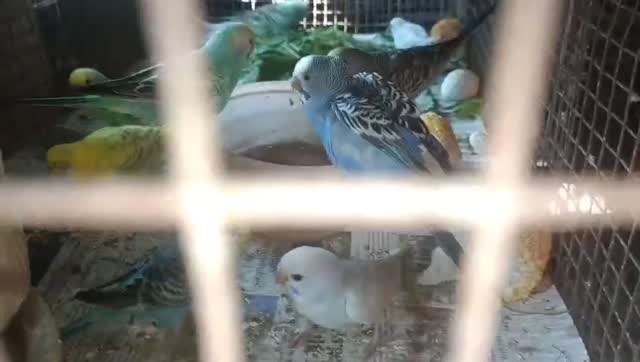 Budgies | Fallow, farm video