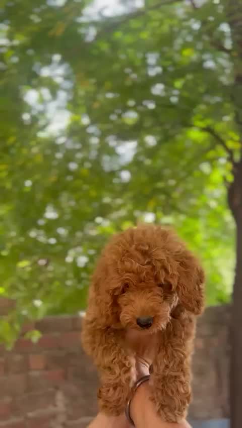 Standard Poodle Puppy, farm video