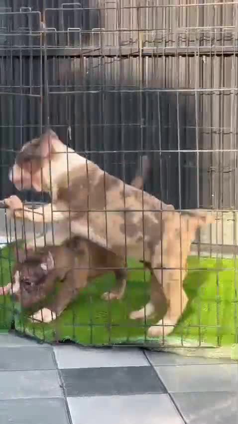 American Bully Pocket Size Puppy, farm video