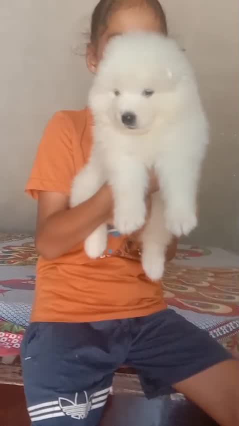 Samoyed Puppy | White, farm video