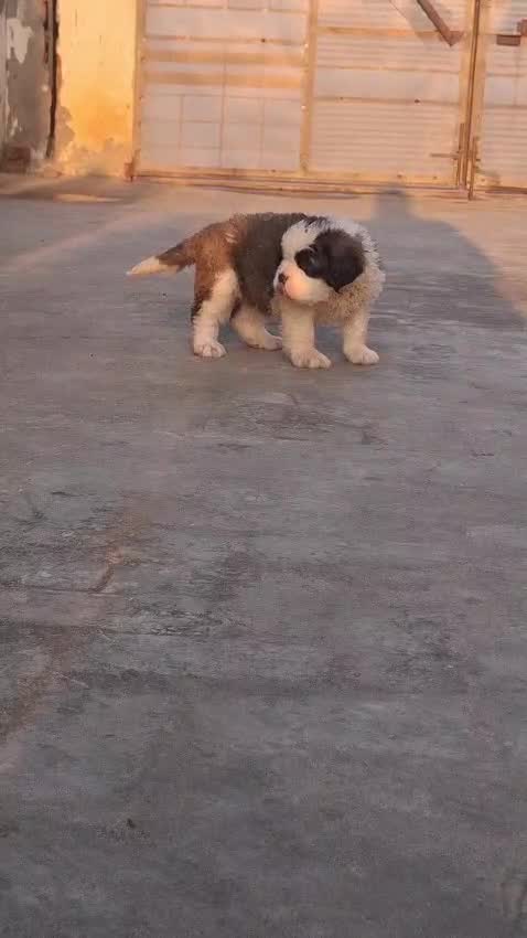 Saint Bernard Puppy, farm video