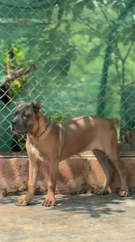 Cane Corso Puppy, farm video
