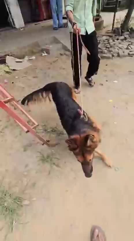 German Shepherd Puppy, farm video