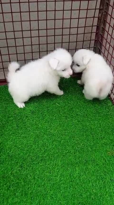 Pomeranian Puppy, farm video