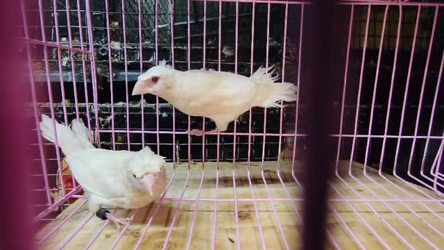 Sulphur Crested Cockatoo, farm video